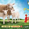 طرح تابلو قصابی و سوپرگوشت